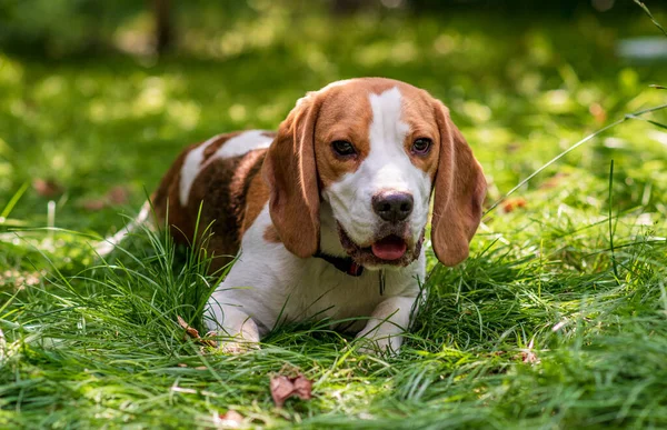 Ritratto Simpatico Cane Beagle Prato Verde — Foto Stock