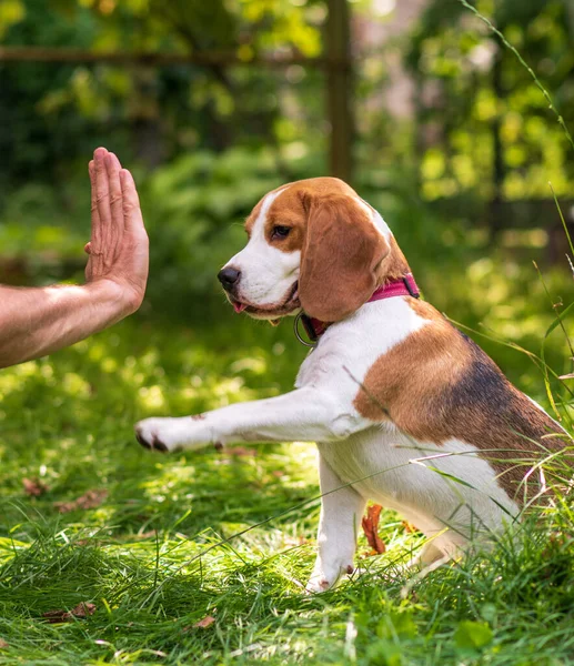 緑の草原にかわいいビーグル犬の肖像画 — ストック写真