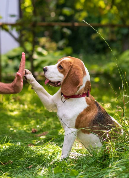Portret Van Schattige Beagle Hond Een Groene Weide Stockafbeelding