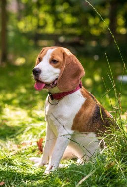 Yeşil çayırdaki şirin av köpeğinin portresi.