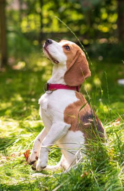 Yeşil çayırdaki şirin av köpeğinin portresi.