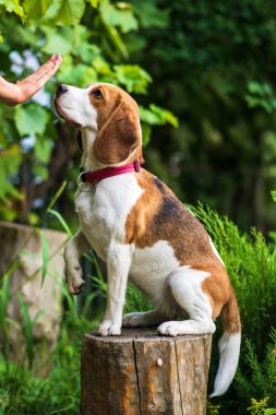 Yeşil çayırdaki şirin av köpeğinin portresi.