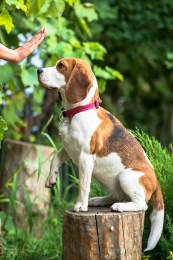 Yeşil çayırdaki şirin av köpeğinin portresi.