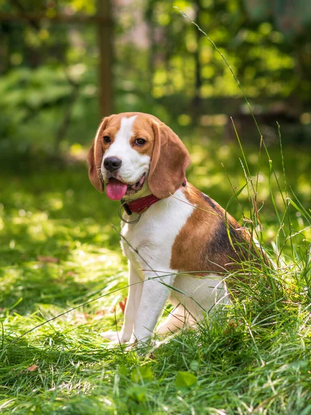 Yeşil çayırdaki şirin av köpeğinin portresi.