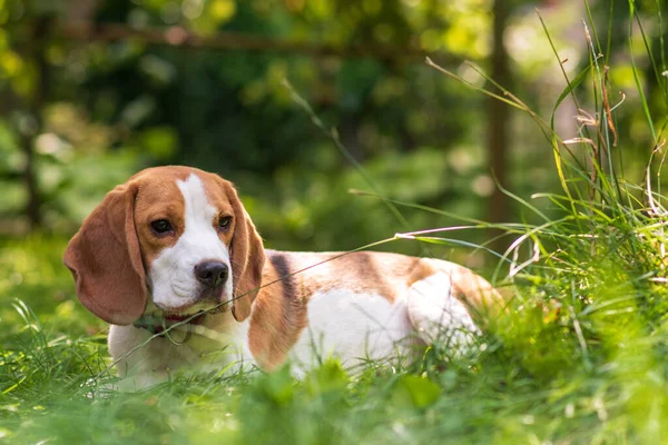 緑の草原にかわいいビーグル犬の肖像画 — ストック写真