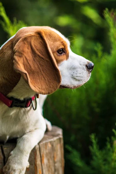 Portret Uroczego Psa Gończego Zielonej Łące — Zdjęcie stockowe