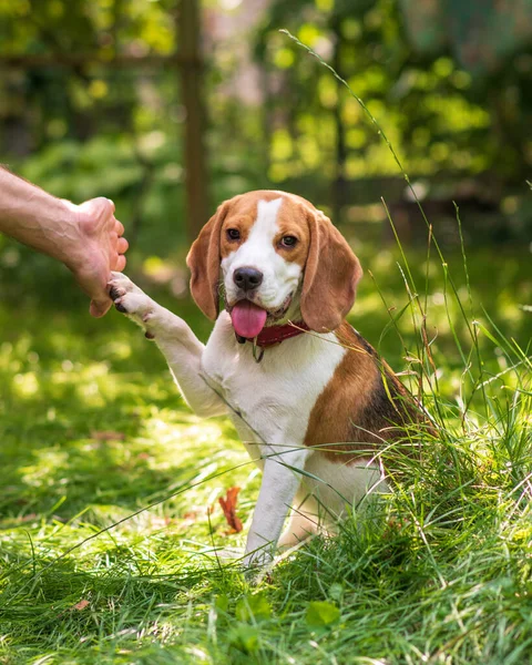 Portret Van Schattige Beagle Hond Een Groene Weide Stockafbeelding