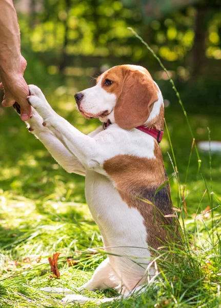 绿色草地上可爱的小猎犬的画像 图库图片