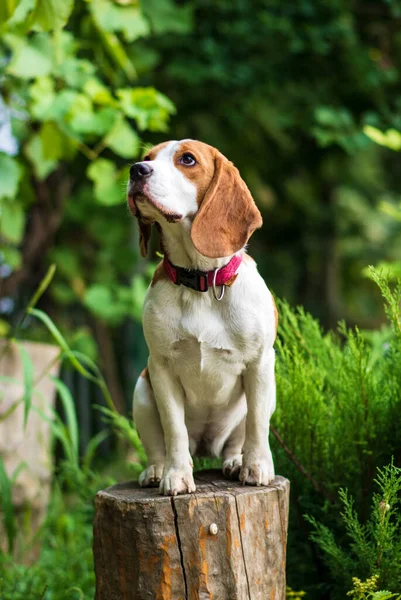 Portret Van Schattige Beagle Hond Een Groene Weide Rechtenvrije Stockfoto's