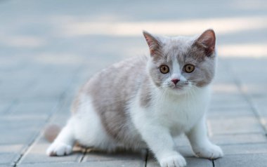 Gri arka planda küçük kedi portresi