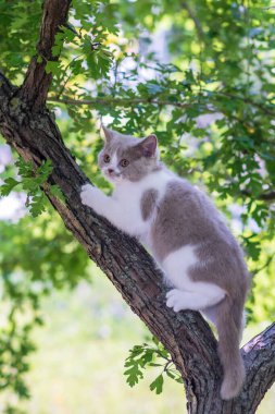 Ağaçta oturan sevimli kedi yavrusu.