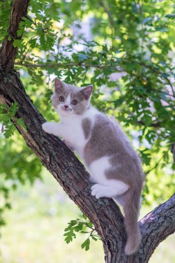 Ağaçta oturan sevimli kedi yavrusu.