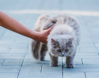 Gri arka planda sevimli tüylü kedi portresi