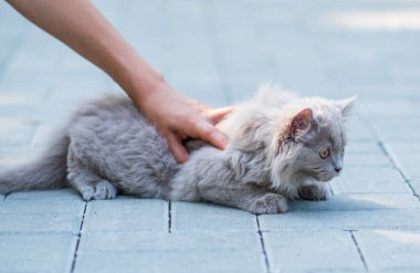 Gri arka planda sevimli tüylü kedi portresi