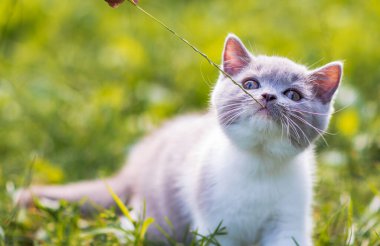 Yeşil çimlerin üzerinde yeşil çimen yaz arkaplanındaki komik İngiliz shothair bicolor kedi yavrusu portresi. Seçici odak