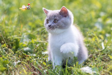 Yeşil çimlerin üzerinde yeşil çimen yaz arkaplanındaki komik İngiliz shothair bicolor kedi yavrusu portresi. Seçici odak