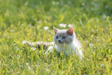 Yeşil çimlerin üzerinde yeşil çimen yaz arkaplanındaki komik İngiliz shothair bicolor kedi yavrusu portresi. Seçici odak
