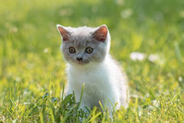 Yeşil çimlerin üzerinde yeşil çimen yaz arkaplanındaki komik İngiliz shothair bicolor kedi yavrusu portresi. Seçici odak