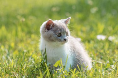 Yeşil çimlerin üzerinde yeşil çimen yaz arkaplanındaki komik İngiliz shothair bicolor kedi yavrusu portresi. Seçici odak