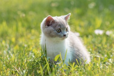 Yeşil çimlerin üzerinde yeşil çimen yaz arkaplanındaki komik İngiliz shothair bicolor kedi yavrusu portresi. Seçici odak