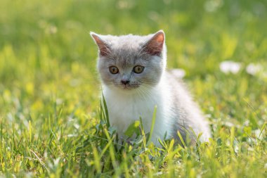 Yeşil çimlerin üzerinde yeşil çimen yaz arkaplanındaki komik İngiliz shothair bicolor kedi yavrusu portresi. Seçici odak
