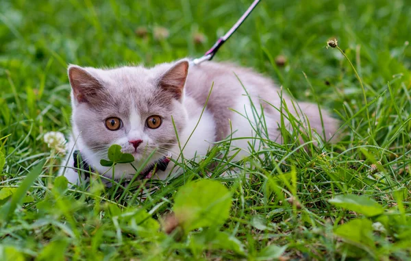 Portrait Funny British Shothair Bicolor Gray Kitten Green Grass Summer — Stock Photo, Image