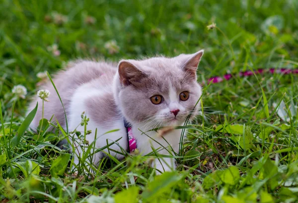 緑の草の夏の背景に面白い英国の靴色のグレーの子猫の肖像画 選択的焦点 — ストック写真