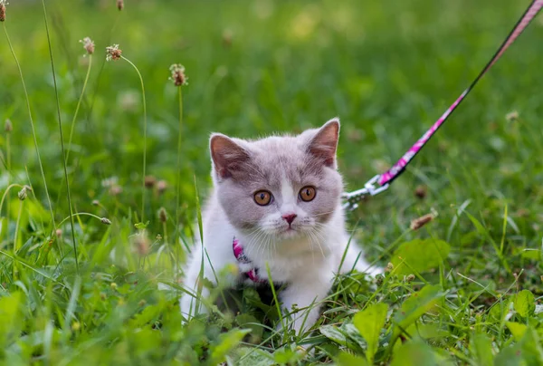 Yeşil çimlerin üzerinde yeşil çimen yaz arkaplanındaki komik İngiliz shothair bicolor kedi yavrusu portresi. Seçici odak