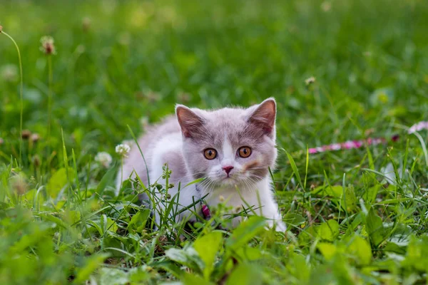 Portrait Funny British Shothair Bicolor Gray Kitten Green Grass Summer — Stock Photo, Image