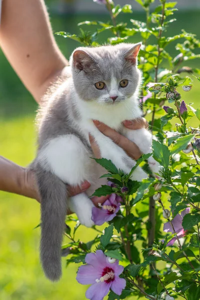 Porträt Des Süßen Britischen Kurzhaarkätzchens Und Der Hibiskusblume — Stockfoto