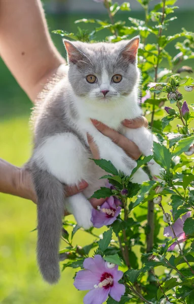 Ritratto Simpatico Gattino Inglese Fiore Ibisco — Foto Stock