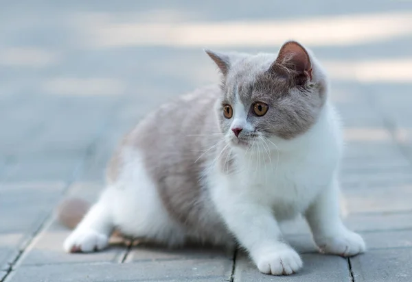 灰色の背景の子猫の肖像画 — ストック写真