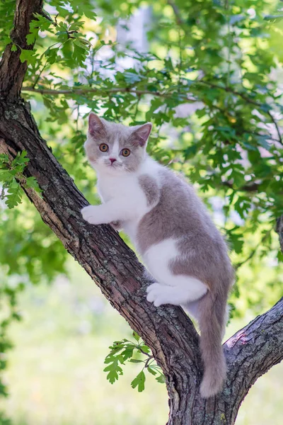 Niedliches Kätzchen Sitzt Auf Einem Baum — Stockfoto