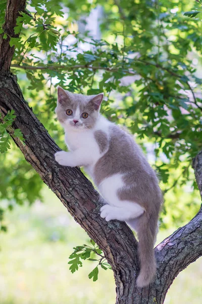 Cute Kitten Sitting Tree — Stock Photo, Image