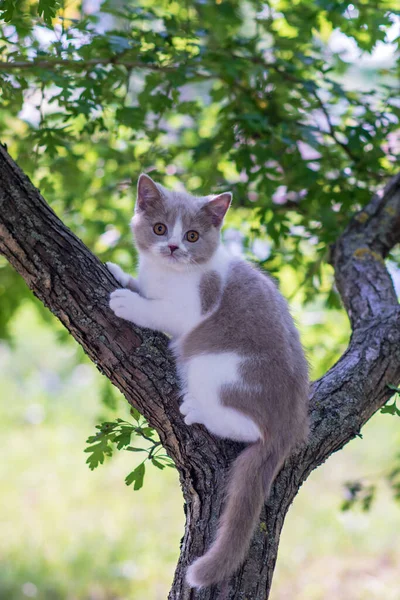 かわいい子猫が木の上に座って — ストック写真