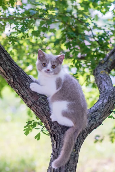 かわいい子猫が木の上に座って — ストック写真