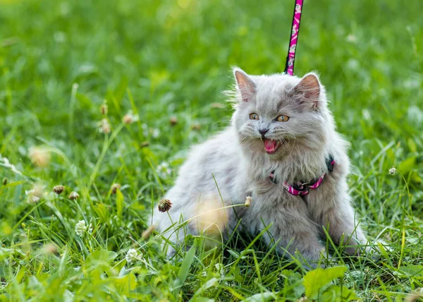 Yeşil Çimlerin Üzerinde Pofuduk Kedi Yavrusu Portresi — Stok fotoğraf