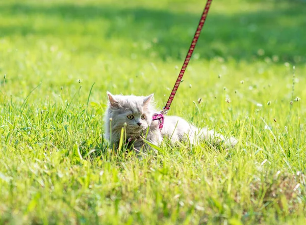 Yeşil Çimlerin Üzerinde Pofuduk Kedi Yavrusu Portresi — Stok fotoğraf