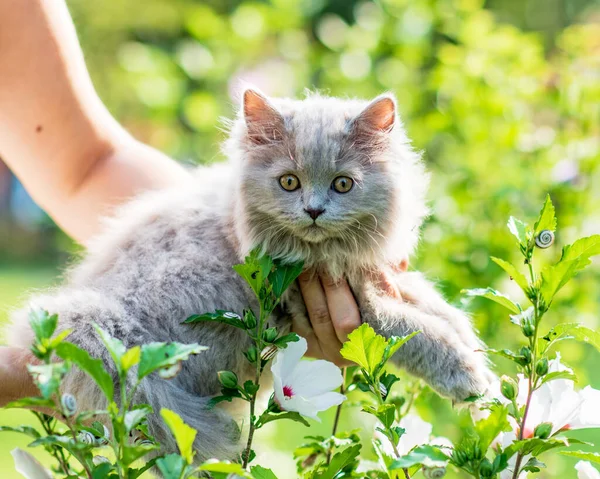 Yeşil Çimlerin Üzerinde Pofuduk Kedi Yavrusu Portresi — Stok fotoğraf