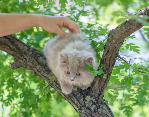 Niedliches Kätzchen Sitzt Auf Einem Baum — Stockfoto