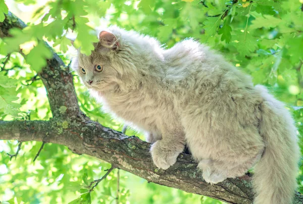 Niedliches Kätzchen Sitzt Auf Einem Baum — Stockfoto