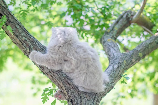 Gattino Carino Seduto Albero — Foto Stock