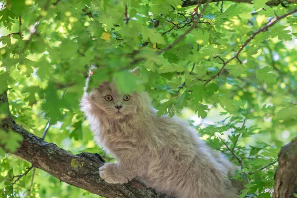 Gattino Carino Seduto Albero — Foto Stock