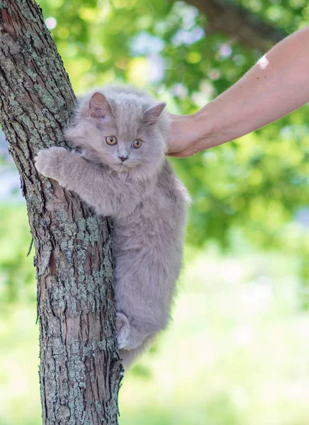 Niedliches Kätzchen Sitzt Auf Einem Baum — Stockfoto