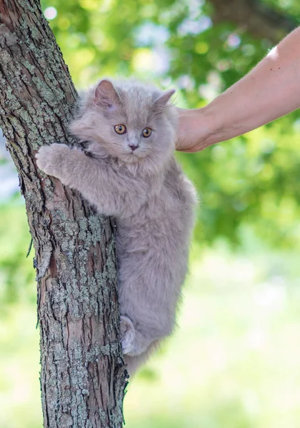 Porträt Flauschige Kleine Kätzchen Auf Grünem Gras Hintergrund — Stockfoto