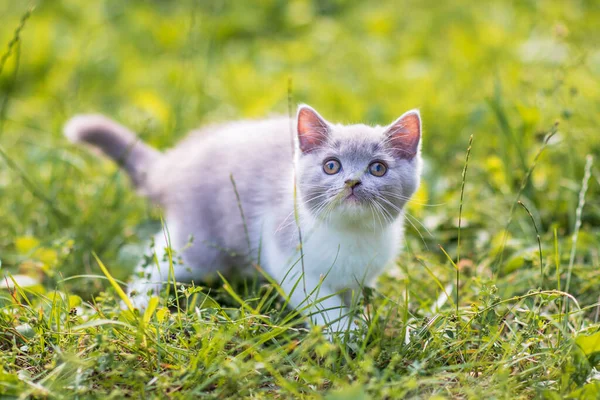 Porträt Eines Lustigen Britischen Shothair Bicolor Grauen Kätzchens Auf Dem — Stockfoto