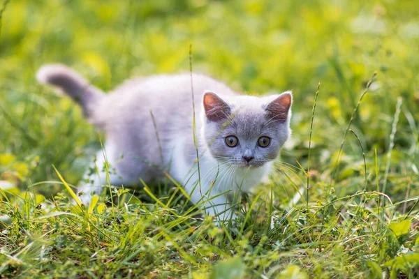 Portrett Morsom Britisk Skobuthar Med Grå Kattunge Grønn Gressets Sommerbakgrunn – stockfoto