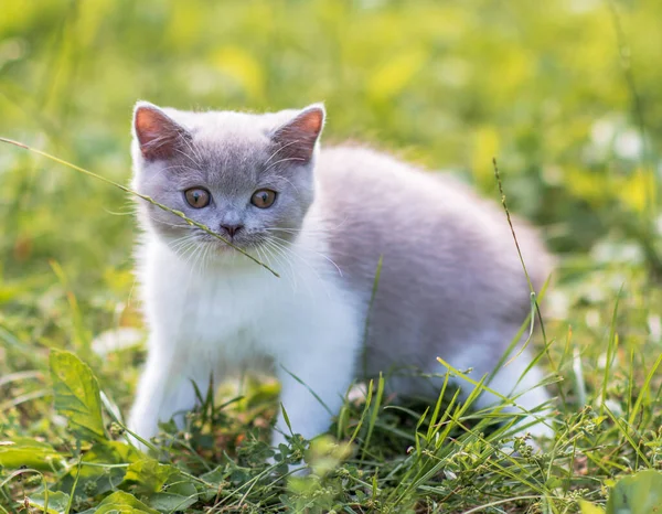 Porträt Eines Lustigen Britischen Shothair Bicolor Grauen Kätzchens Auf Dem — Stockfoto