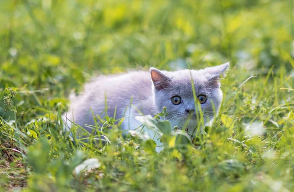 Portrait Funny British Shothair Bicolor Gray Kitten Green Grass Summer — Stock Photo, Image