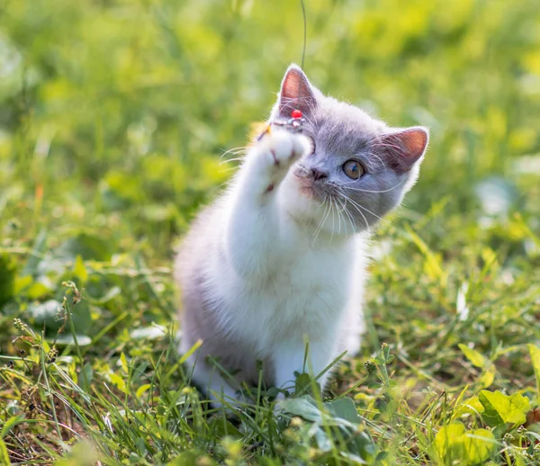 Portrait Funny British Shothair Bicolor Gray Kitten Green Grass Summer — Stock Photo, Image